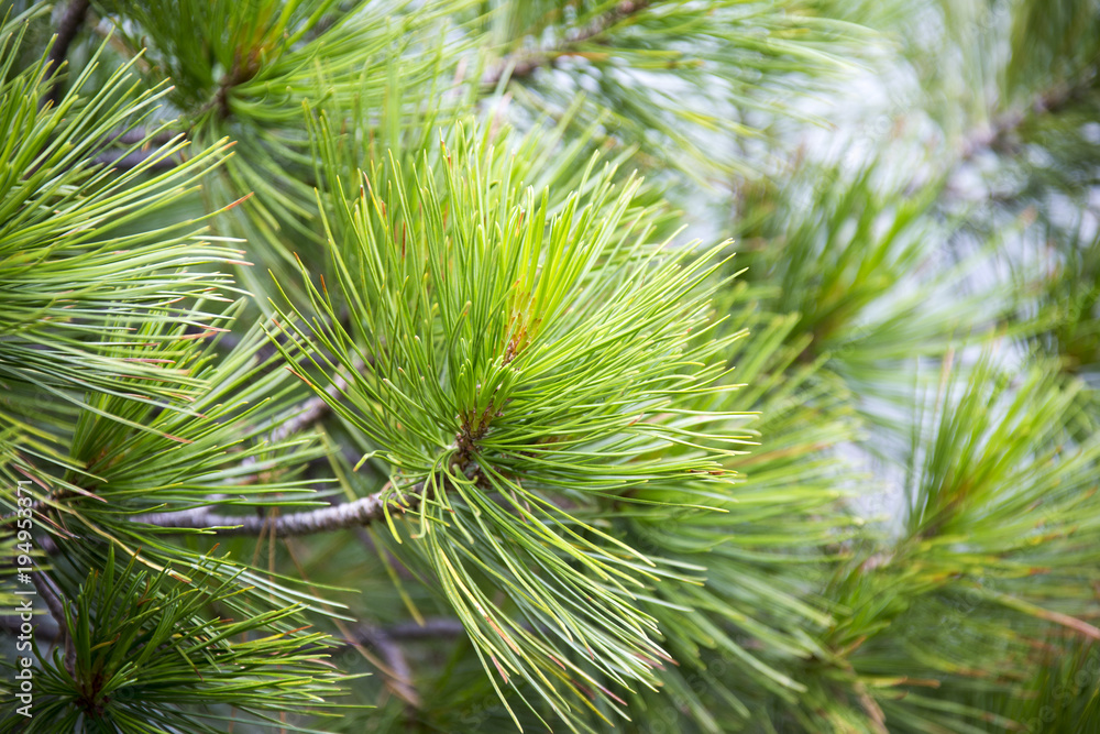 Naklejka premium Young cedar branch