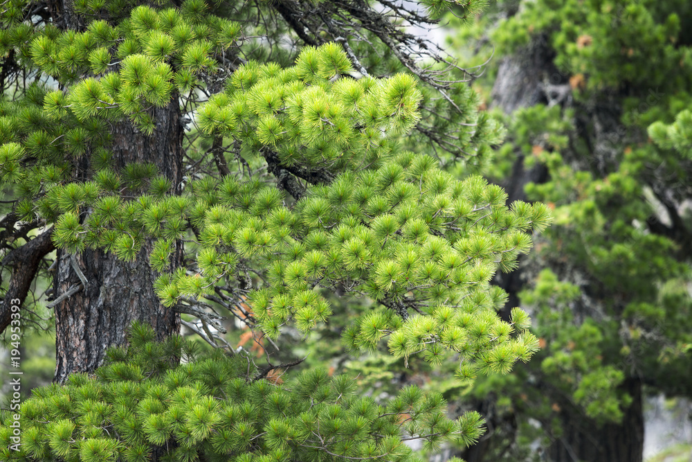 Fototapeta premium Young cedar branch
