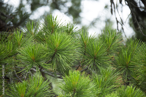 Young cedar branch