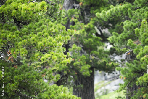 Young cedar branch