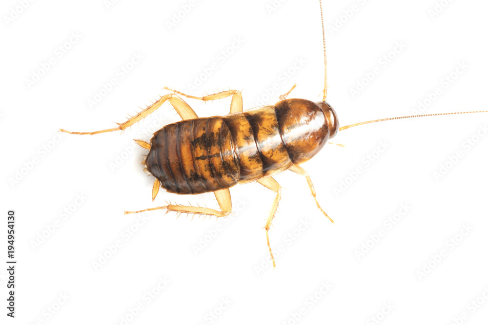 Cockroache nymph on white background. Cockroache nymph on white background.