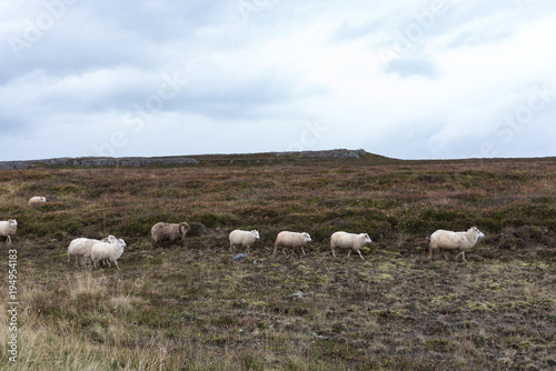 The row of the marching sheep