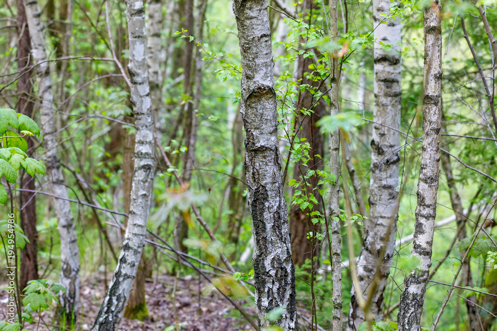 Obraz premium birch tree in countryside