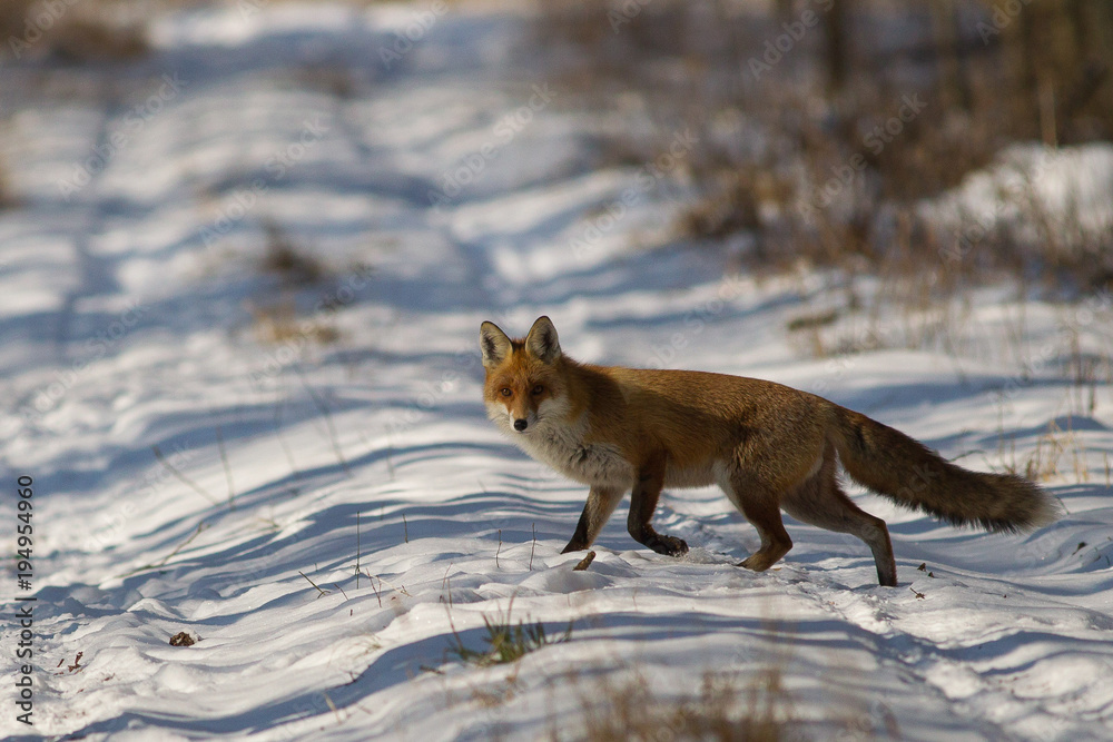 Fototapeta premium Lis