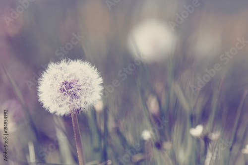 Dandelion  spring abstract color background