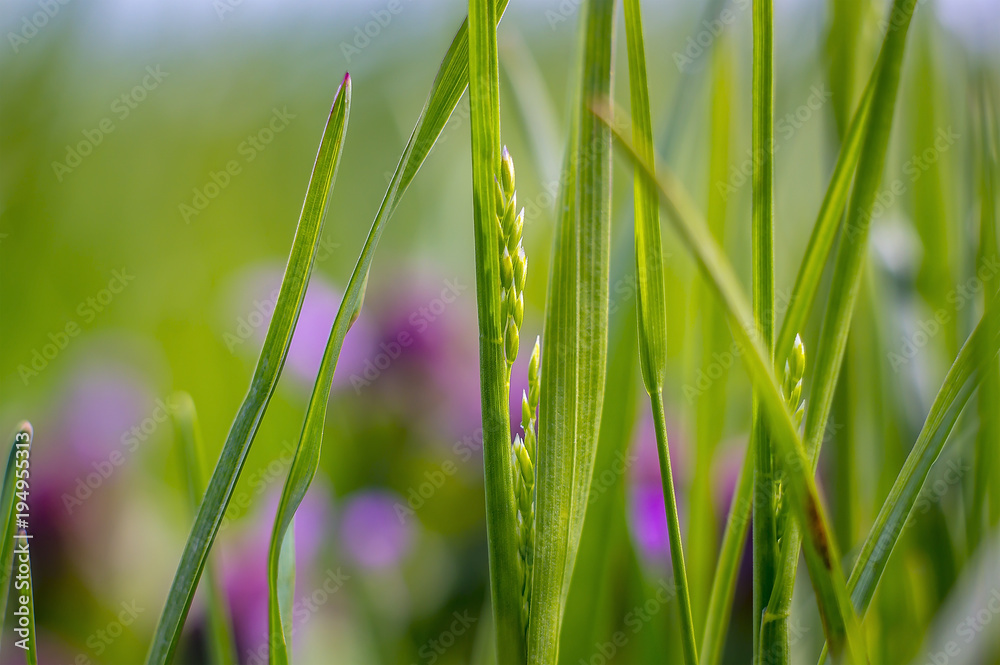 Natur Frisch Gruen Gras Triebe im Frueh Jahr Natur Frisch Gruen Gras Triebe im Frueh Jahr
