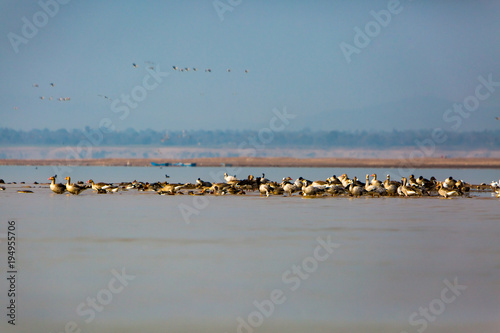 Group of Gooses sitting on a small island of lake photo