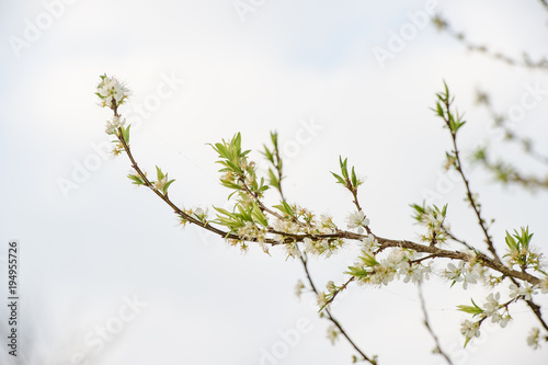 plum tree blossom wtih blue sky and white cloud