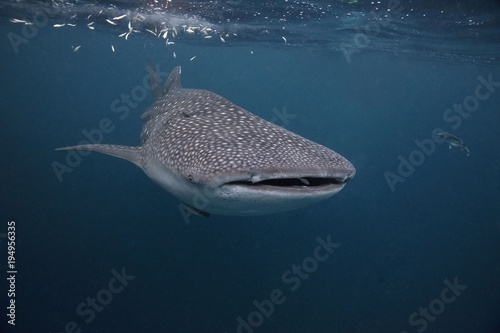 Whale shark in the Celebes sea, Indonesia photo