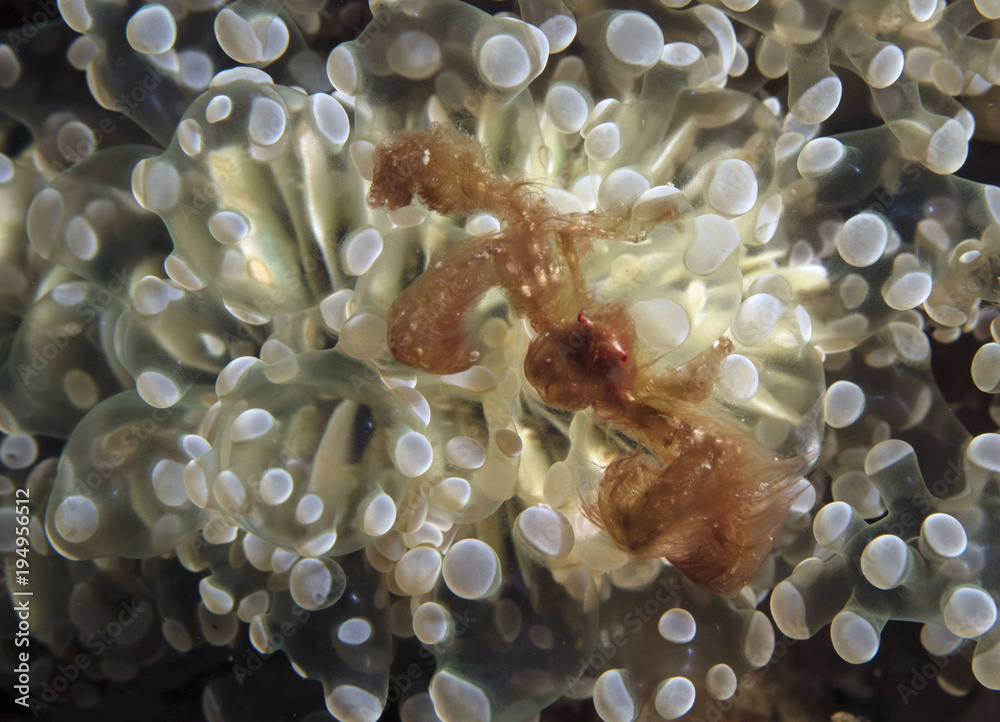 Orangutan crab (Oncinopus sp.) in the Celebes sea, Indonesia Orangutan crab (Oncinopus sp.) in the Celebes sea, Indonesia