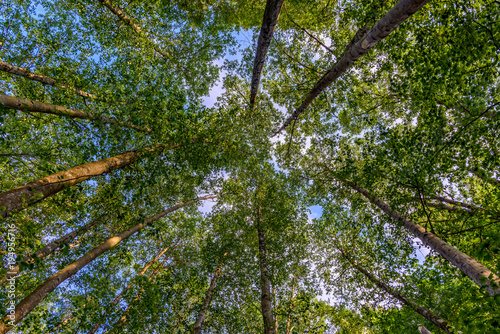 shoot from below upwards on green trees with crowns at the blue sky