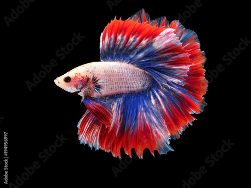 beautiful white Thai fighting fish swimming with long fins and red blue colorful long tail gene. fighting fish isolated on black background.
