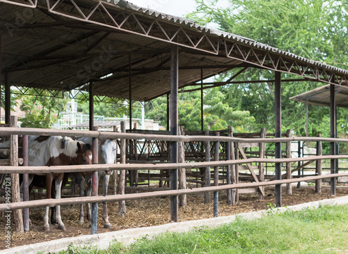 Canvastavla Las Tunas, Cuba - September 4, 2017: Emaciated horses huddled together in a single stall at the city fairgrounds