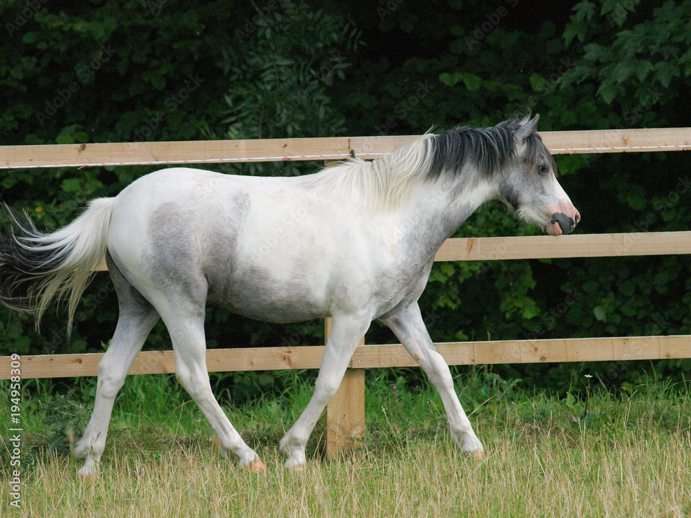 Welsh Pony Trotting Welsh Pony Trotting