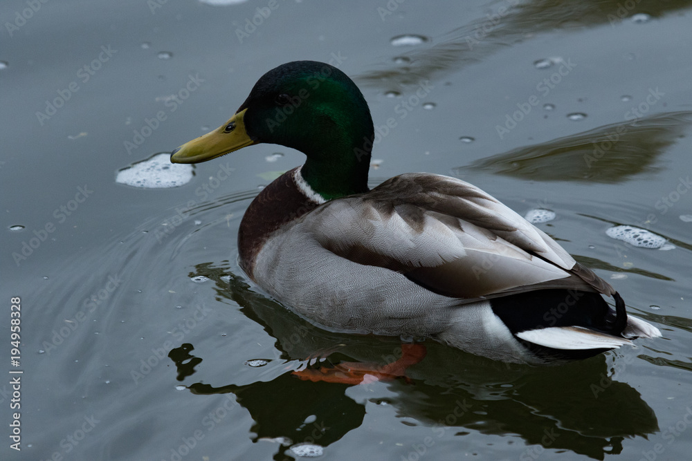 Fototapeta premium Stockente