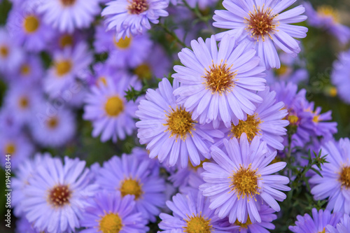 Photo of violet chamomiles on green leaves background