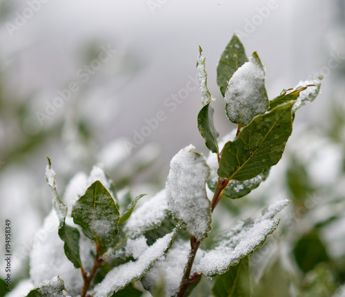 Green bay leaf growing in nature, spice ingridient background under the snow