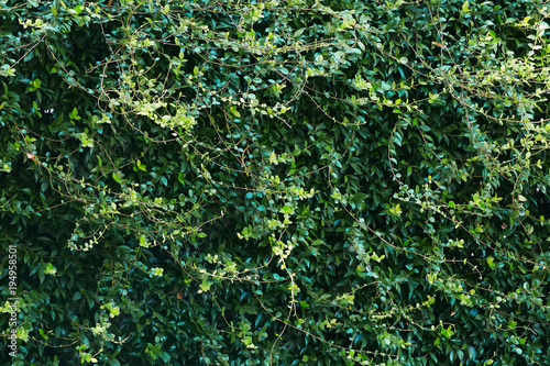 green beautiful climbing plant. hedge. natural background.