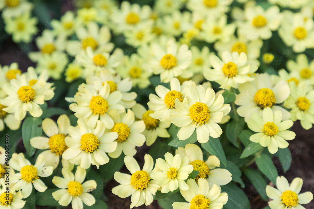 Flower and green leaf background in garden at sunny summer or spring day for postcard beauty decoration and agriculture concept design. Flower and green leaf background in garden at sunny summer or spring day for postcard beauty decoration and agriculture concept design.