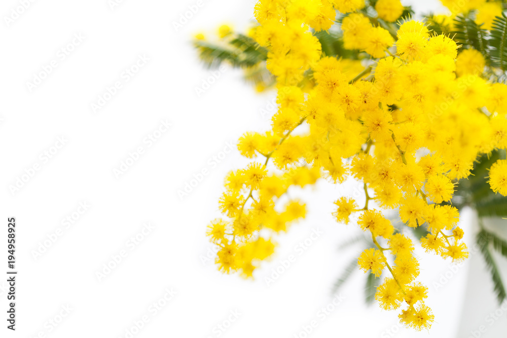 Spring flowers: mimosa on white background Spring flowers: mimosa on white background