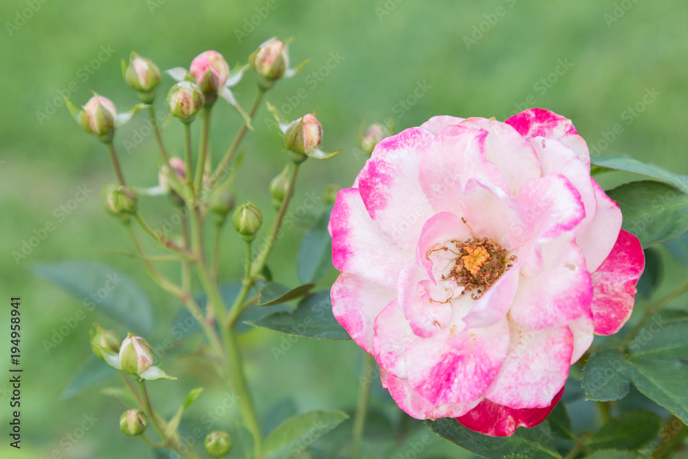 Obraz premium Rose flower and green leaf background in garden at sunny summer or spring day for postcard beauty decoration and agriculture concept design.