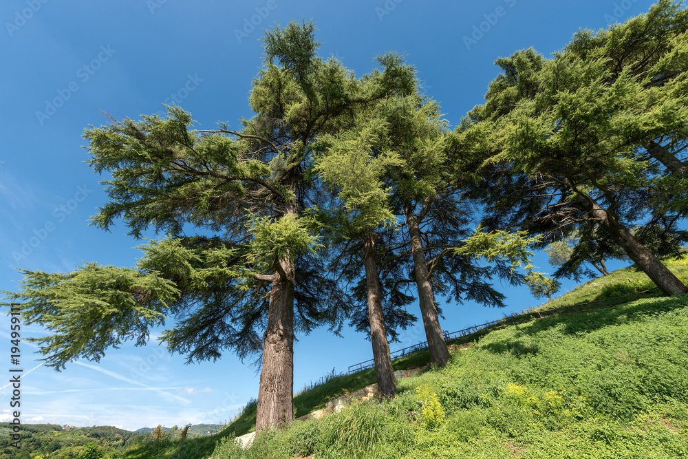 Fototapeta premium Cedars of Lebanon - Cedar of Lebanon;