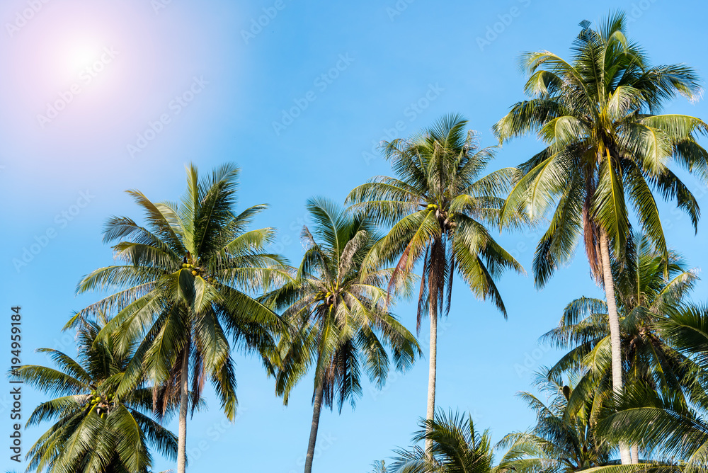 coconut trees with blue sky