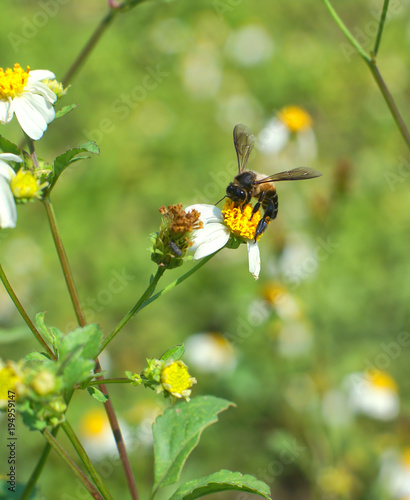 bee and flower in garden © songkran