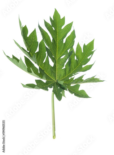 Papaya Leaf isolated on white background