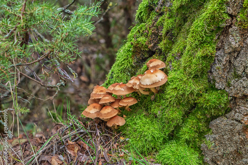 Family of brown mushrooms on a tree trunk in an autumn forest.