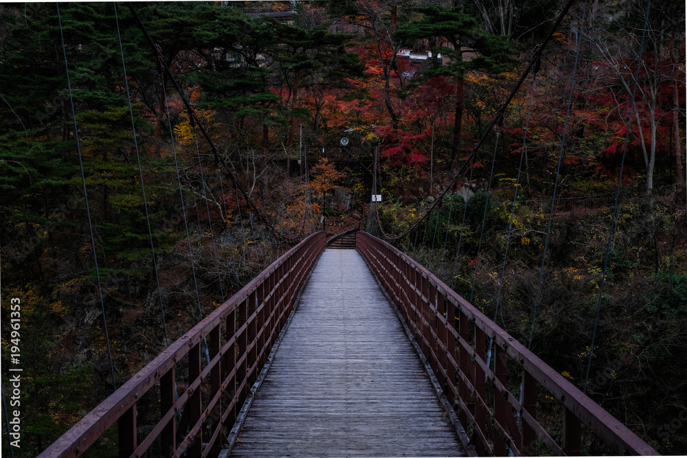 Obraz premium 紅葉と吊橋