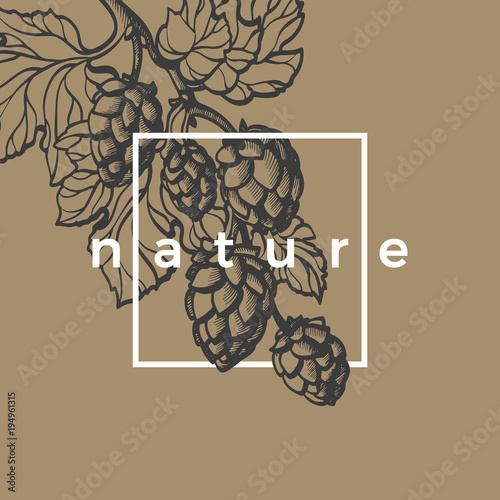 Vector template of hop branch illustration