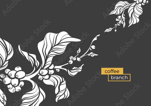 Vector coffee tree branch. Template