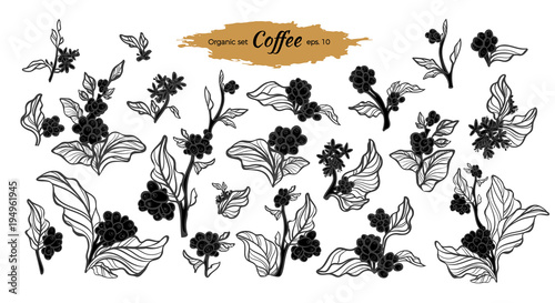 Set of coffee branch. Vector illustration