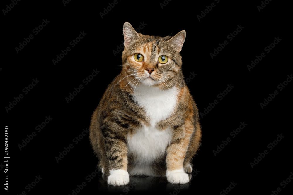 Fat Ginger Calico Cat Sitting and Looks Curiously on Isolated Black Background, front view Fat Ginger Calico Cat Sitting and Looks Curiously on Isolated Black Background, front view