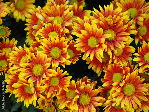 Yellow colored chrysanthemums with red on the petals in full bloom.