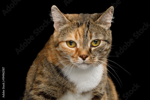 Portrait of Fat Ginger Calico Cat, Looks Sad on Isolated Black Background, front view
