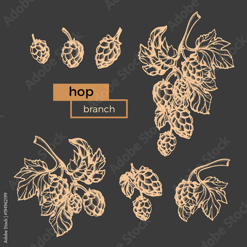 Vector sketch of hop branch illustration