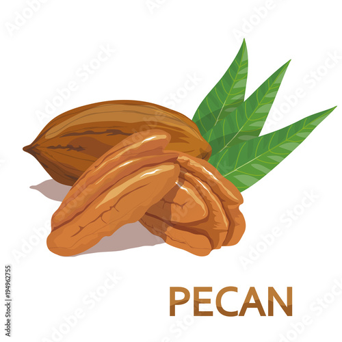 Pecan nut. Walnut. Nut food. Isolated on white background. Healthy nutrition.