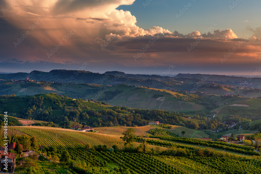 Green vineyards on the hills of Piedmont, Italy.