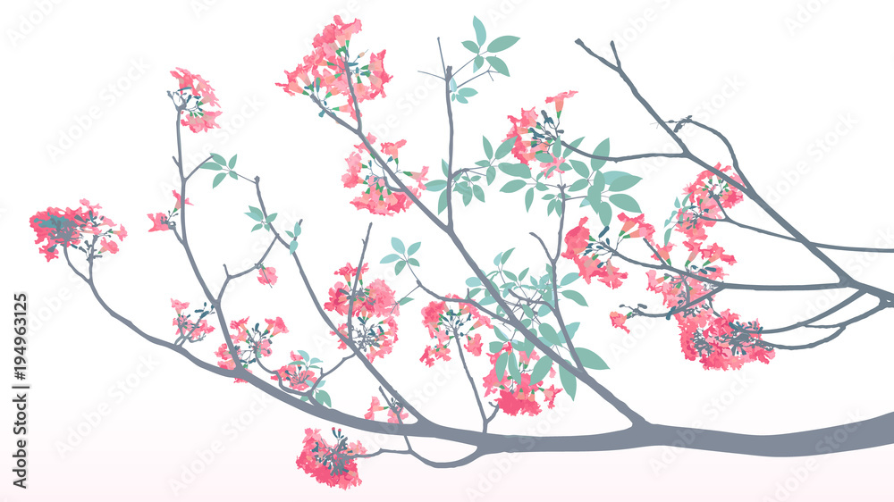 rosy trumpet tree white background rosy trumpet tree white background