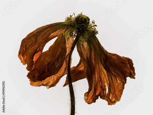 fleur ,  fanée  , gros plan , pétales 