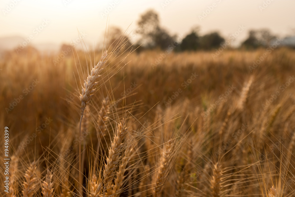 Fototapeta premium Barley Field in period harvest at sunset.
