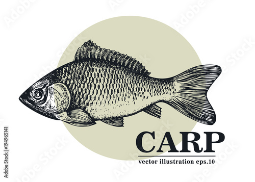 Hand drawn sketch seafood vector vintage illustration of carp fish. Can be use for menu or packaging design. Engraved style. Vintage illustration. photo