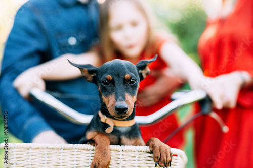 small brown puppy pinscher sitting in a basket of a bicycle photo