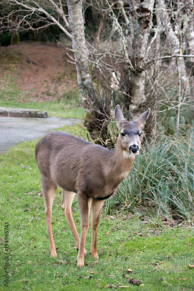northwest deer on grass in winter northwest deer on grass in winter