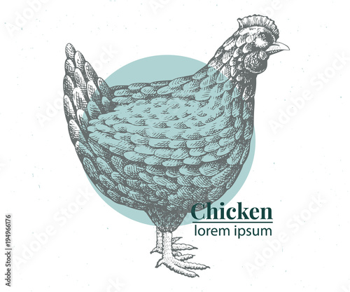 Vector hand drawn chicken illustration. Retro engraving style. Sketch farm animal drawing. Hen logo template.