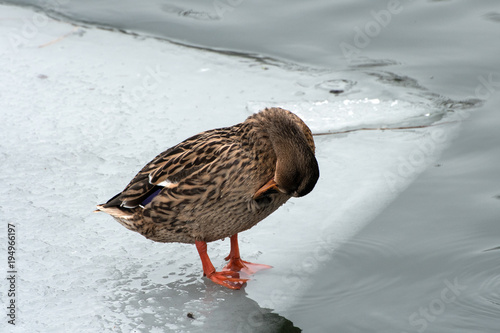 Quadro su tela Female Mallard preening standing on ice