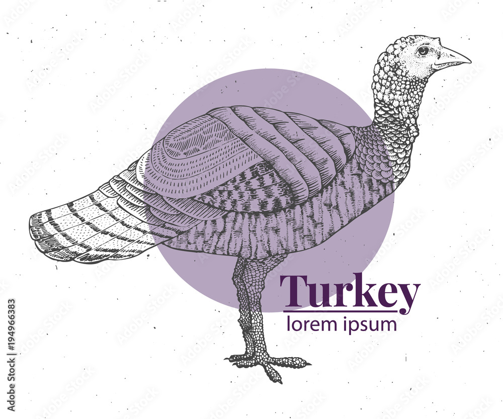 Vector hand drawn turkey illustration. Retro engraving style. Sketch farm animal  drawing. Logo template. Stock Vector | Adobe Stock