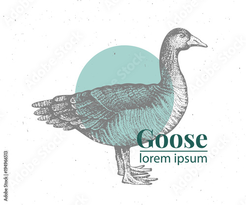 Vector hand drawn goose illustration. Retro engraving style. Sketch farm animal drawing. Duck logo template.